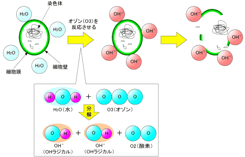 ヒドロキシ ラジカル